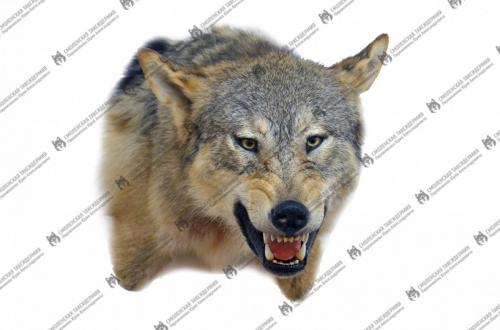 wolf_1